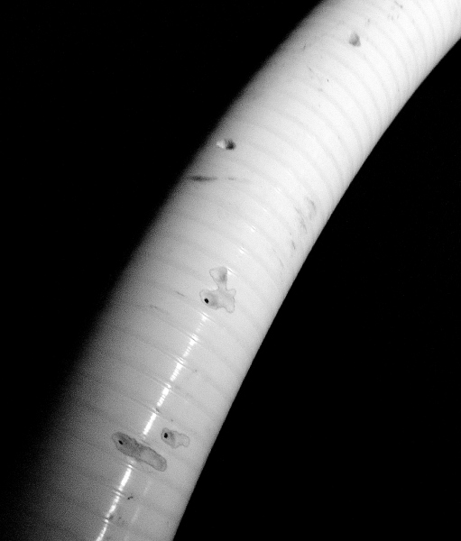 PinholesInTermiteFlexPipe.jpg - 73.21kb